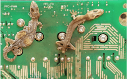 Massacre on the motherboard: The Impact of Commensal Geckos on Electrical Infrastructure: The Case of Hemidactylus frenatus on Saipan