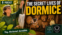 The Dating Agency Saving Britain's Dormice | Podcast #91