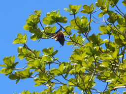 Why Study Bats?