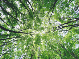 Tree Planting