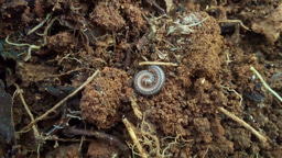 International Day for Biological Diversity