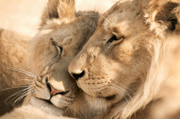 The Long Game: Campaigning for Real Change in Animal Welfare with Vanessa Amoroso, FOUR PAWS