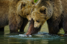 Ethical Decision-Making for Wildlife Conservation: A brand new online conservation course