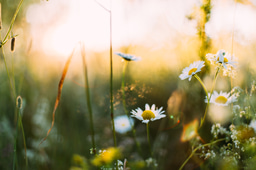 🌿 Job opportunity: Postdoc on evaluating national nature restoration plans