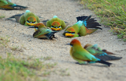 Professional Bird Survey Toolkit