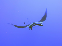 Marine Conservation Job Board