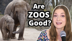 Do Zoos Help Conservation? Research, Ethics, and Careers