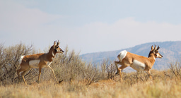 Free online course: Distance sampling - Theory & applications, Feb 2026