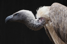 How One Conservation Project Is Rewriting the Future for Vultures