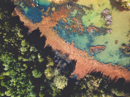 Event 1 Feb: How can we save our wetlands?