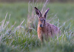 The UK's Next Banknotes Will Celebrate Wildlife — Have Your Say