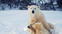 Craft Your Leadership Story: Workshop on Polar Bear Day (Feb 27)