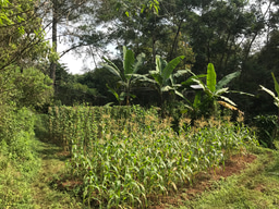 Cikananga Wildlife Centre Funding Campaign