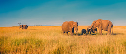 Greetings From Kenya