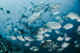 Stakeholder Engagement for Wildlife Conservation