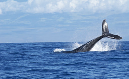 Discount: WCA's Responsible Whale Watching Guides online course
