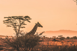 Kickstart Your Conservation Career with a Field Internship in South Africa