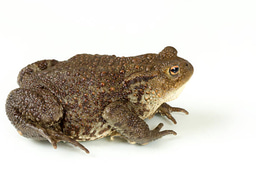 Species recovery questionnaire