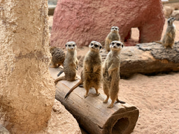 Monthly WildHub Social