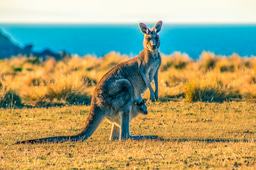 Australia