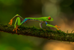Project Management for Wildlife Conservation