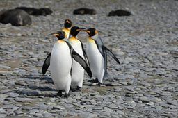 Count a penguin, map a squirrel or tag a tree
