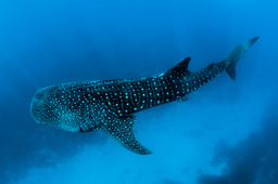 Webinar: Starting your own conservation organisation May 4th