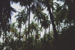Seeking Grant Opportunities for Agroecology Education in Sangmelima, Cameroon