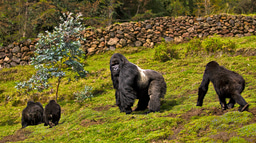 Interview 2 of a Primates Series: Looking at all of the aspects of the One Health approach using Disease Surveillance Monitoring in Gorillas 