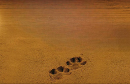 July 15: “Wildlife Tracking for Connection” online learning session