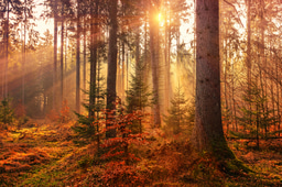 Seeking Guidance and Support in Conservation Community