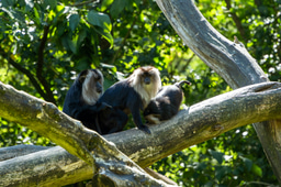 Today's WildHub Social - Correct Link to Join!