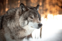 Certificate in Rewilding