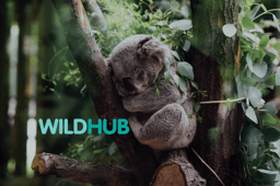 WildHub is great for networking!