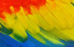 Qualitative Methods for Conservation