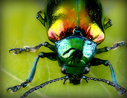 TRAINING: Project Management for Wildlife Conservation
