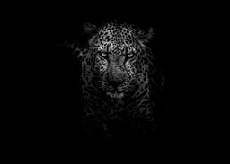 Any grants to support wildlife in the Tsavo Ecosystem?
