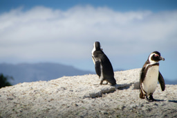 Monitoring and Evaluation for Wildlife Conservation