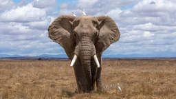 Journey of the Elephants....