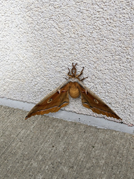 Get to know your local wildlife (and other conservation paths)