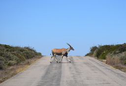 Call for Case Studies on IPLC Wise Practices for Wilderness Conservation
