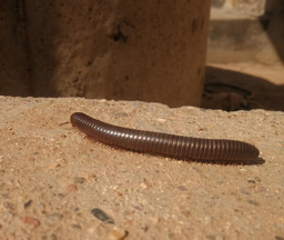 First Sudano-sahelian database of millipede in Cameroon 