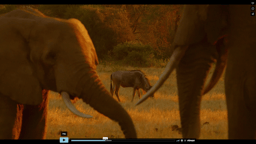 The Elephants of Selenkay
