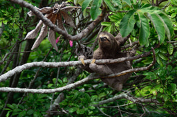 Job Opportunity with Fauna & Flora in Honduras