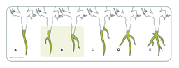 A review of tail anomalies in lizards (Reptilia: Sauria) in Poland with additional records