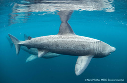 New podcast from The Marine Biological Association: Slow-motion speed dating and other shark matters with Professor David Sims