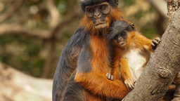 Interested in gaining conservation research experience in West Africa?