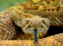 Reduce deaths from snakebites in Uganda