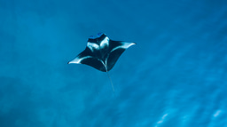 A Rare Opportunity to Help Shape the Future of Manta Conservation in Thailand