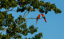 Volunteer with Wild Macaws in the Peruvian Amazon